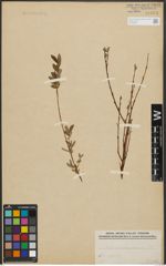 Foto von Salix purpurea L. x Salix repens L.